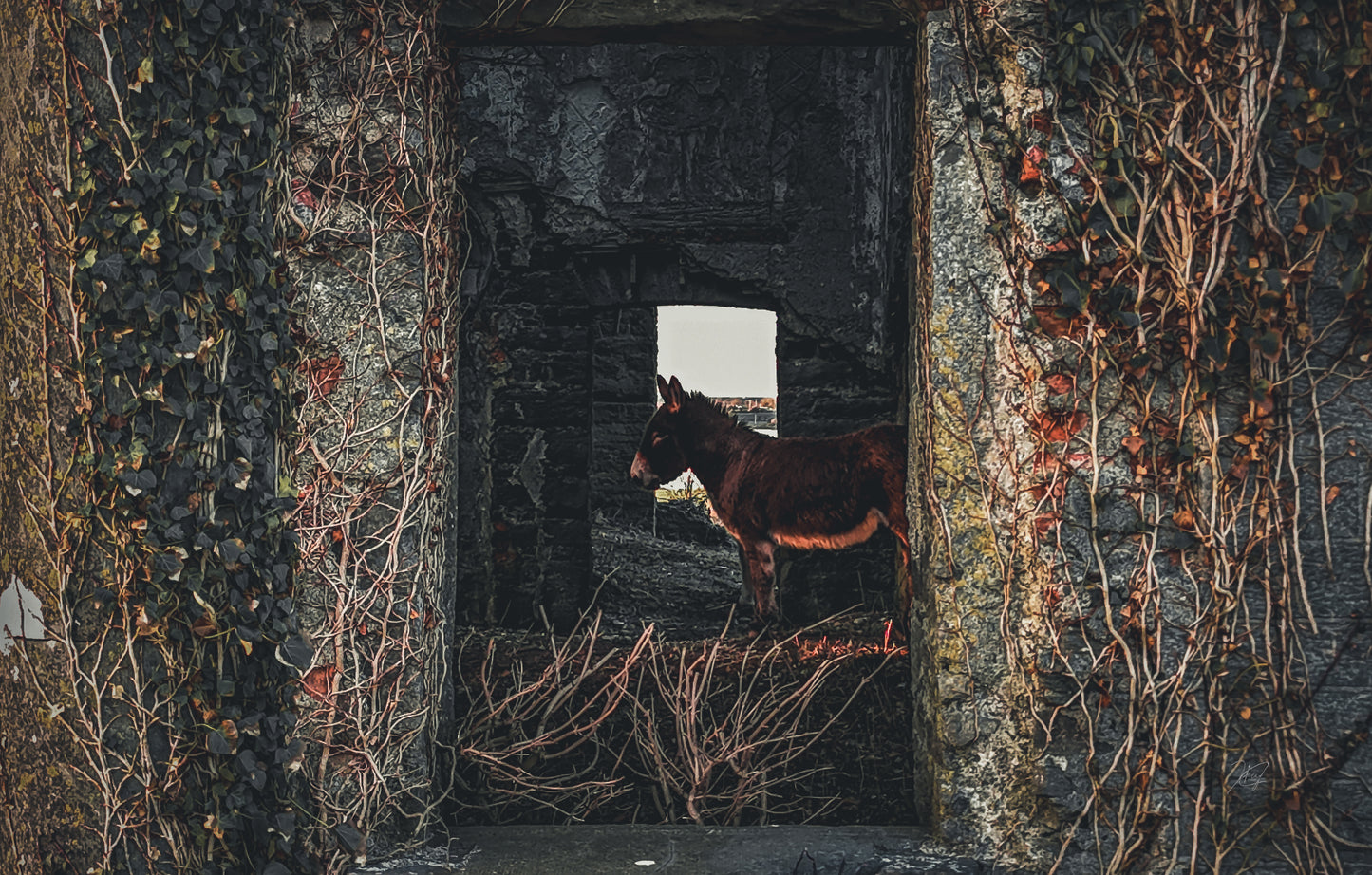 Donkey Through The Window Print
