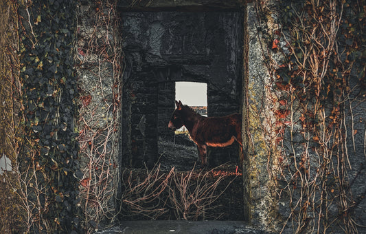 Donkey Through The Window Print